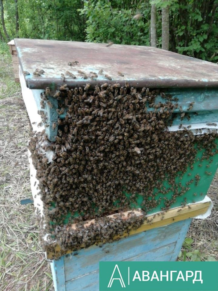 Заниматься другой работой, кроме той, что связана с пчеловодством, в этот день считалось большим грехом