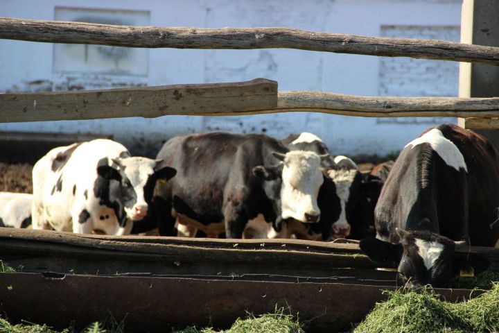 Минсельхозпрод РТ объявляет дополнительный конкурс на получение грантов по программе развития семейных животноводческих ферм на базе КФХ