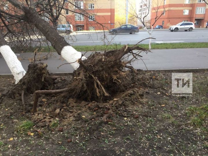 Стихия в Татарстане: порывы ветра выдирают с корнем деревья
