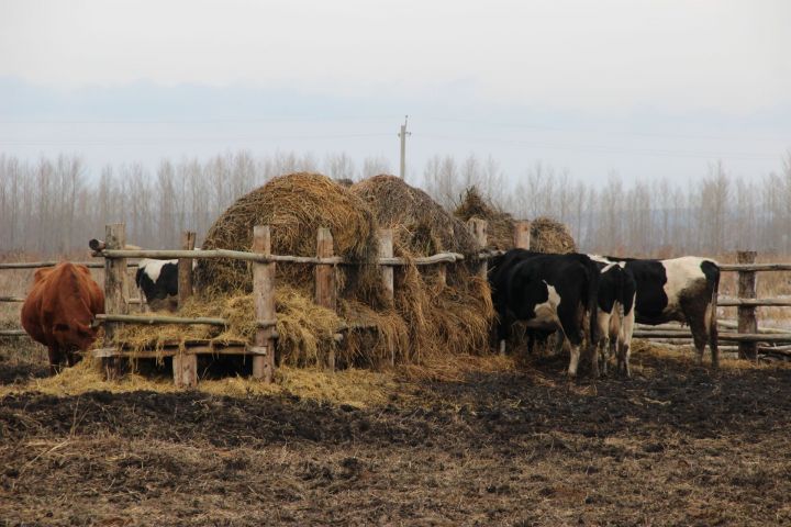 В Минсельхозпроде РТ подвели итоги животноводства за 3 квартала 2019 года