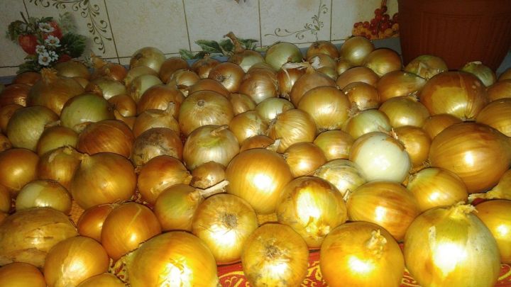 Свежие овощи для татарстанских детей закупят на 146 млн рублей