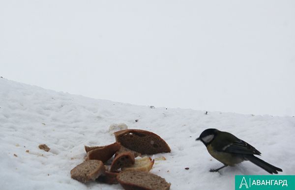 Синичкин день: Покормите птиц зимой!