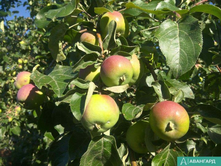 Онкологию предотвращают яблоки, орехи и морковь