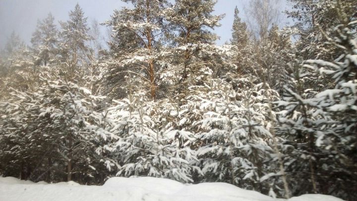 Прогноз погоды по Тетюшскому району на 26 февраля:  мокрый снег, местами с моросью