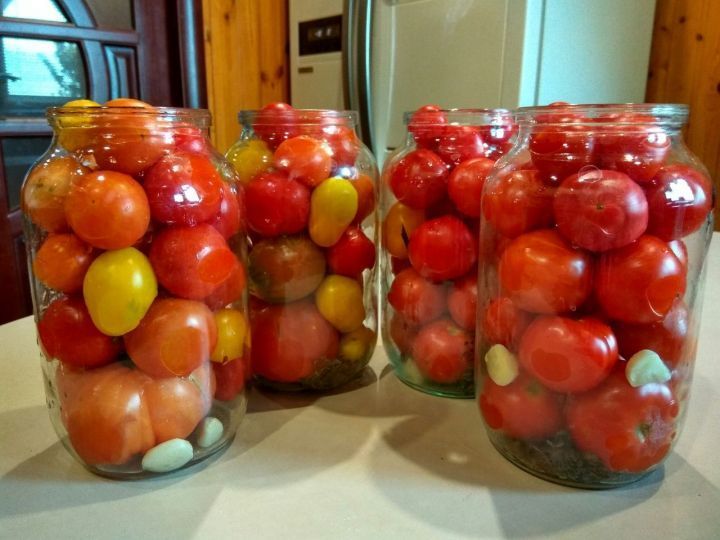 Когда и как сажать томаты на рассаду