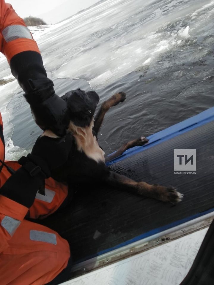 Сотрудникам МЧС сообщили, что в Волге тонет человек, а из промоины спасли пса