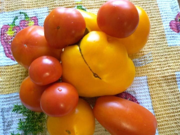Почему даже при правильном уходе помидоры заболевают и не дают завязей?