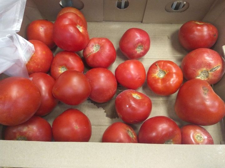 На каком расстоянии сажать помидоры в  открытом грунте