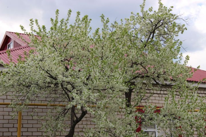 Прогноз погоды на  6 мая по Тетюшскому району
