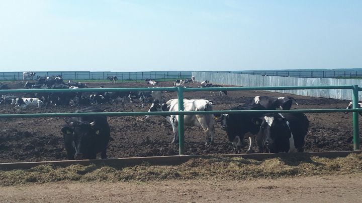 В Минсельхозпроде РТ подвели итоги отрасли животноводства за 5 месяцев