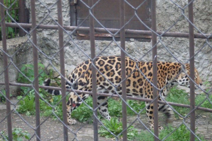Новая часть Казанского зооботсада откроется в конце августа