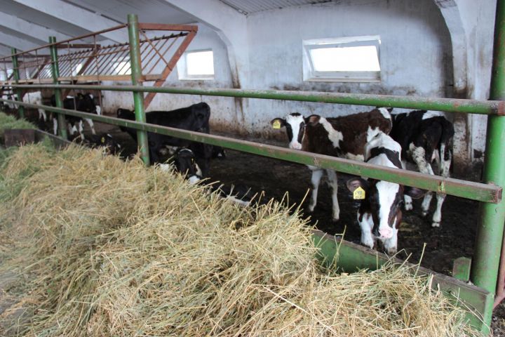 В Актанышском районе Татарстана валовой суточный надой превысил 200 тонн молока