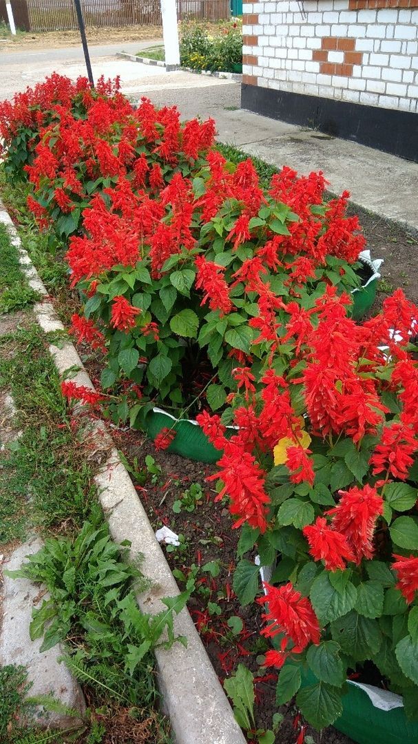 В Тетюшском районе  состоится конкурс для цветоводов