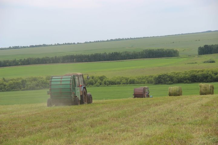 Марат Ахметов: В Татарстане заготовлено 470 тыс. тонн кормовых единиц