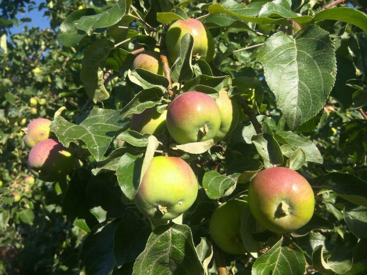 К этому времени в садах массово созревали яблоки