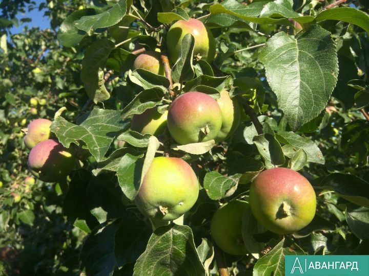 Тетюшане активно заготавливают яблоки на зиму