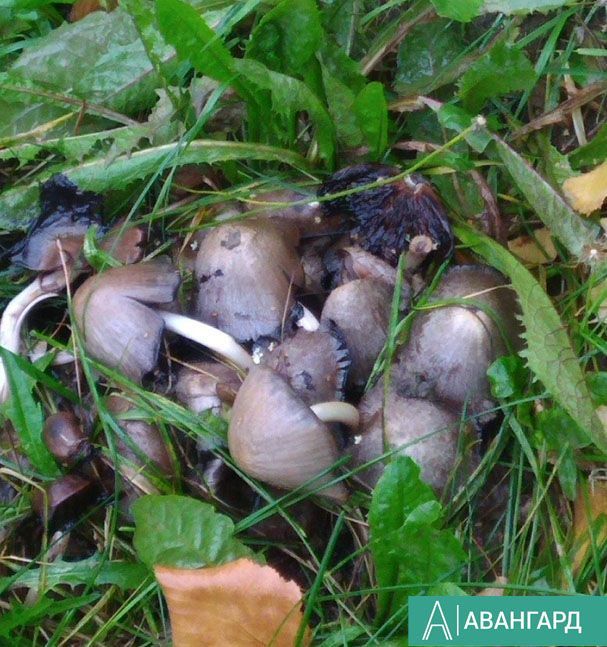 В республике с начала сезона 32 татарстанца отравились грибами