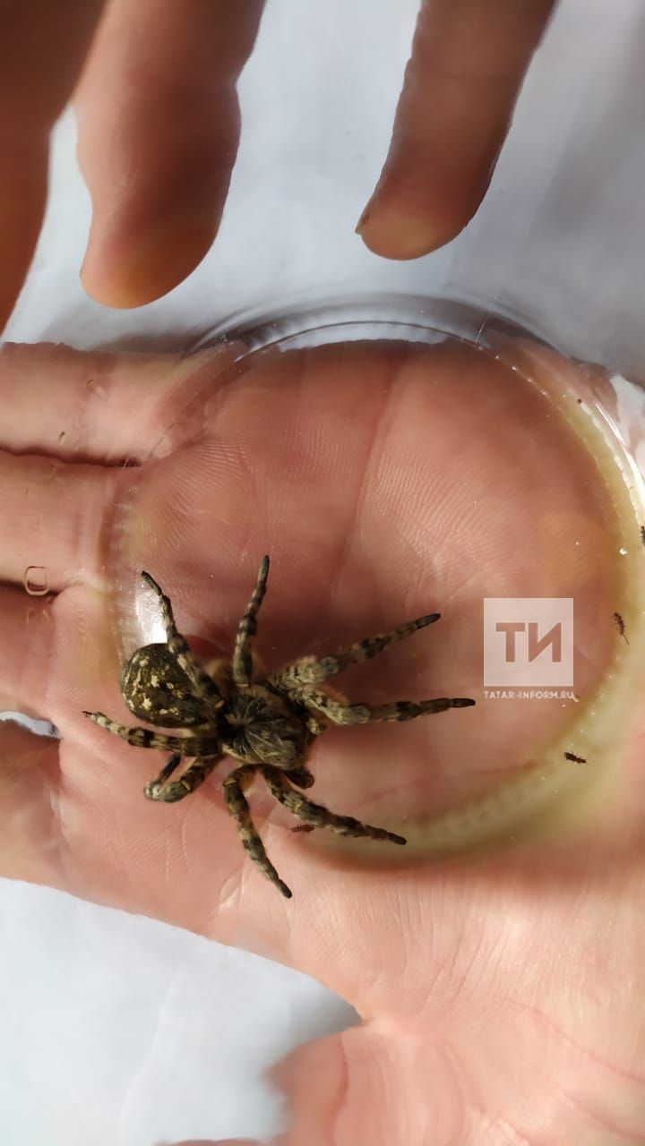 Напугавший татарстанку  паук  – редкий, ядовитый, для взрослых неопасный