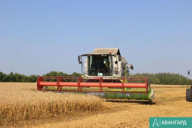 В Татарстане намолочено 4,2 млн тонн зерна