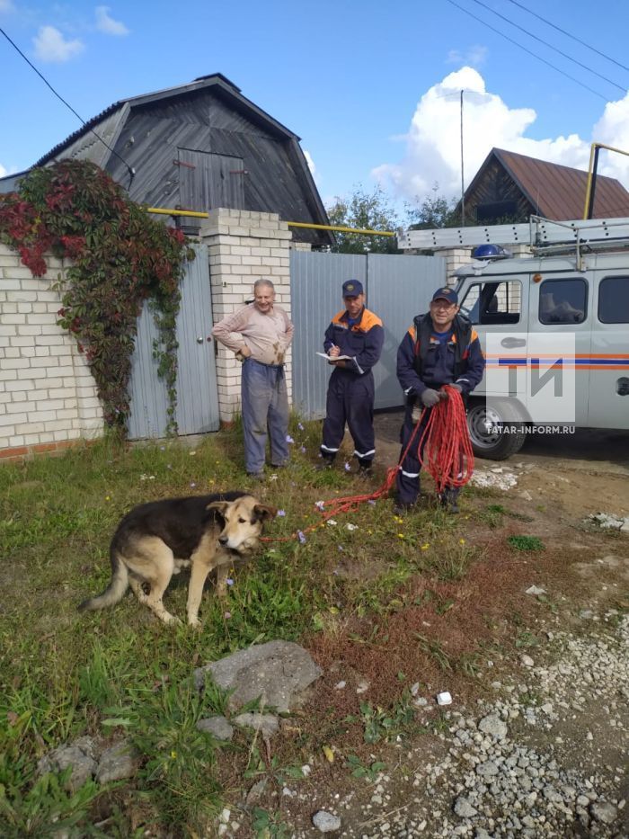 В Татарстане спасли пса, который провалился в погреб