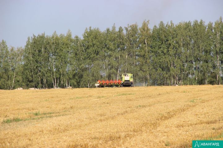 В Татарстане в выходные дни завершили уборку зерновых культур ещё три района