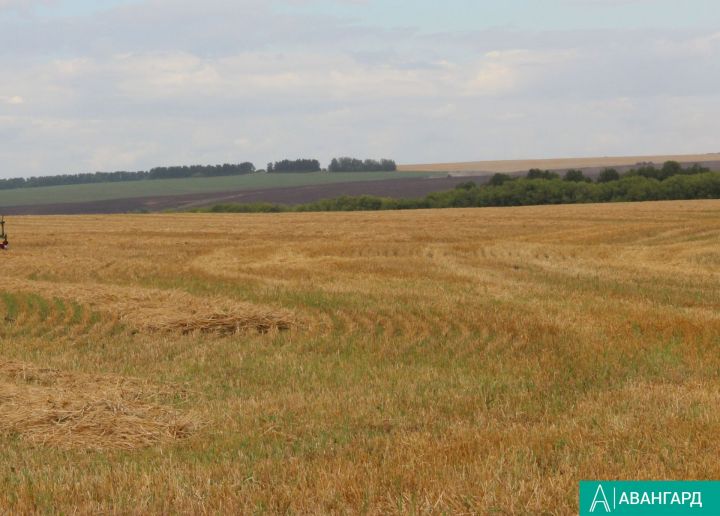 Управление Россельхознадзора по Республике Татарстан в текущем году проконтролировало более 170 тыс. тонн экспортируемого зерна и продуктов его переработки