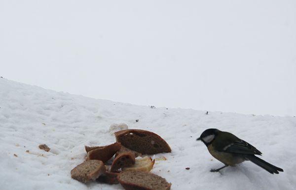 Каких птиц можно встретить в  Тетюшском районе зимой