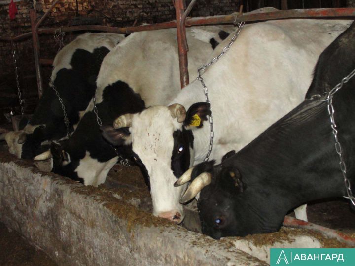 В Татарстане названы районы с высокой инфицированностью коров лейкозом