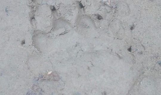 В некоторых районах Татарстана стали чаще находить медвежьи следы