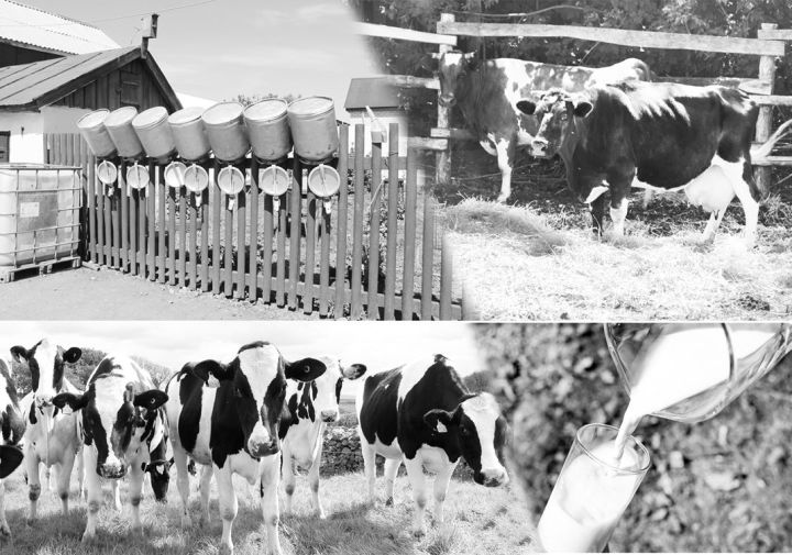 В Тетюшском районе создан сельхозкооператив по сбору молока
