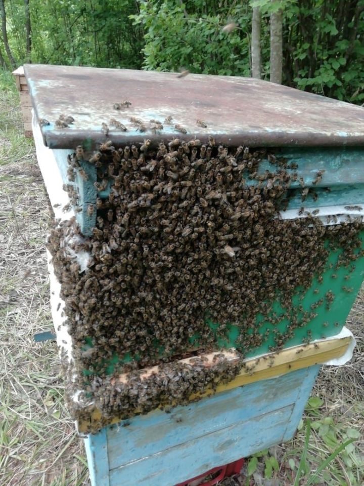 В Алекиной Поляне в хозяйстве одного из жителей села отравили 8 пчелосемей
