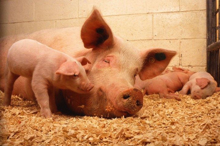 Африканская чума свиней ( АЧС) зафиксирована в Елабужском районе РТ