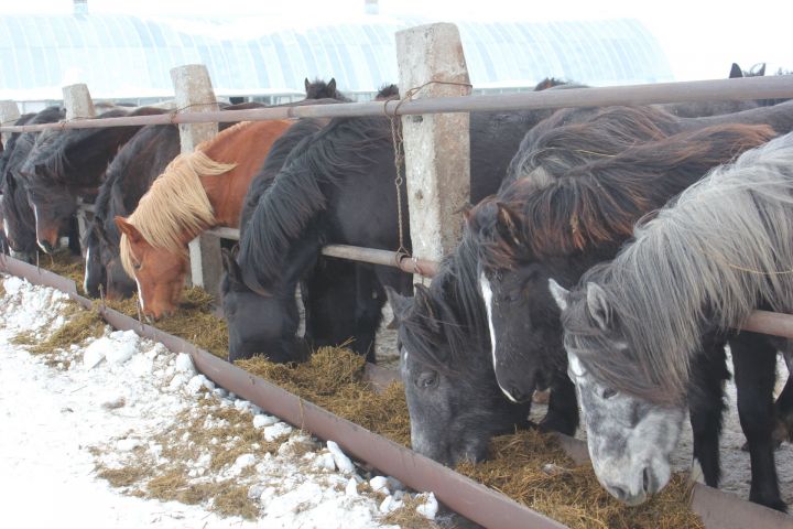 На разведение лошадей хозяйствам республики выделят 5 млн рублей