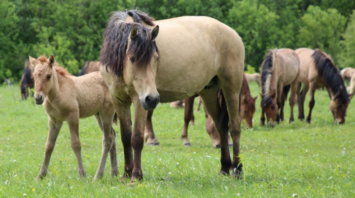 Лошади татарской породы стали настоящим достоянием Республики Татарстан