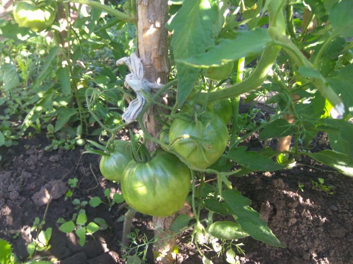 Что можно и что нельзя  выращивать рядом с томатами на огороде