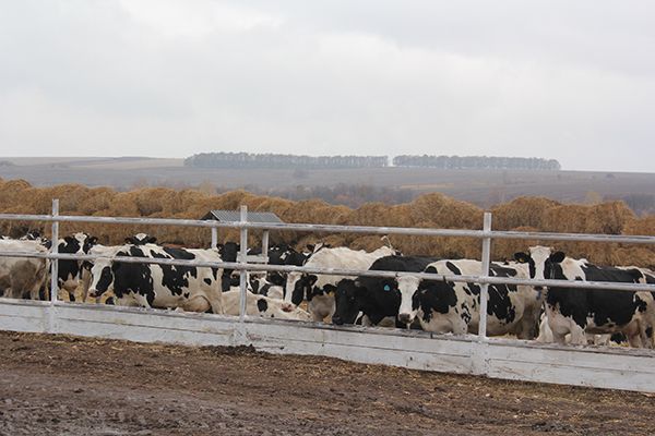 В Минсельхозпроде Республики Татарстан подвели итоги животноводства за январь 2020 года