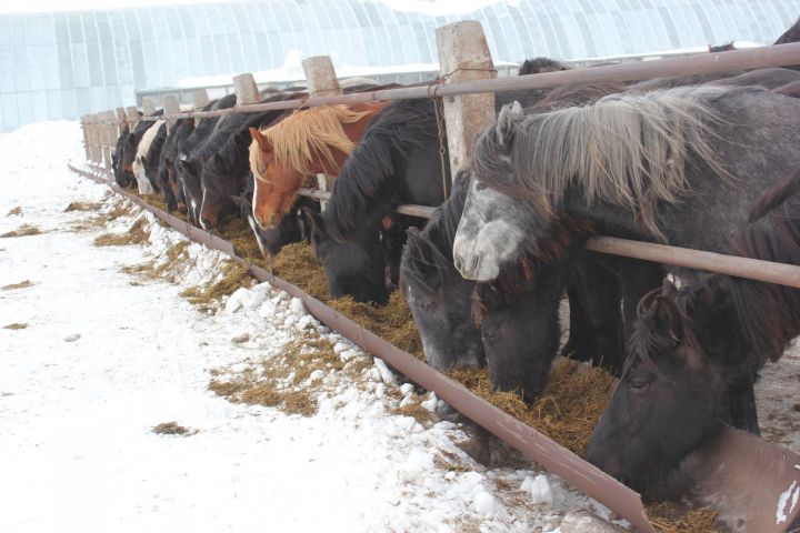 На приобретение и содержание лошадей породы Татарская можно получить субсидии