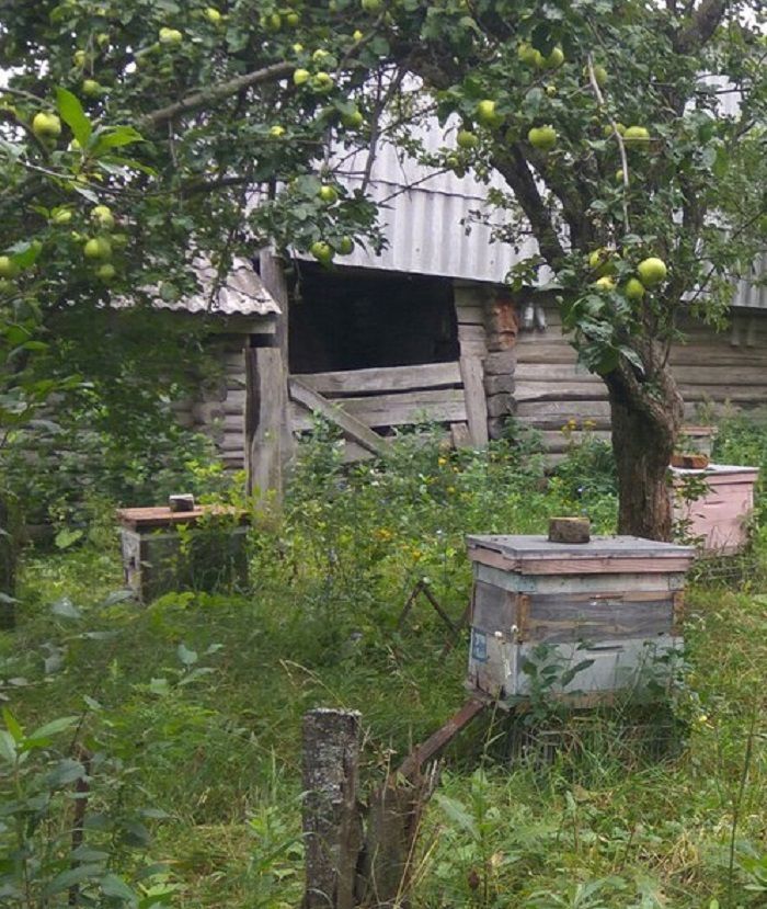 Забота  о  пчелах, или Зачем пчеловоду  нужен  ветпаспорт