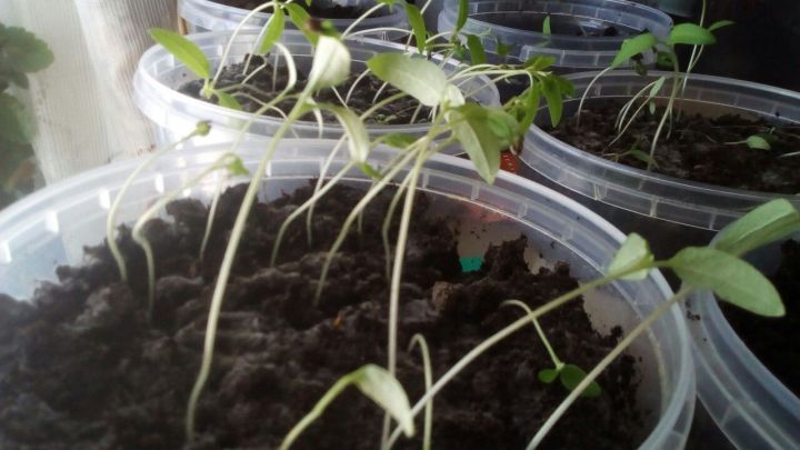 Как спасти вытянувшуюся рассаду томатов