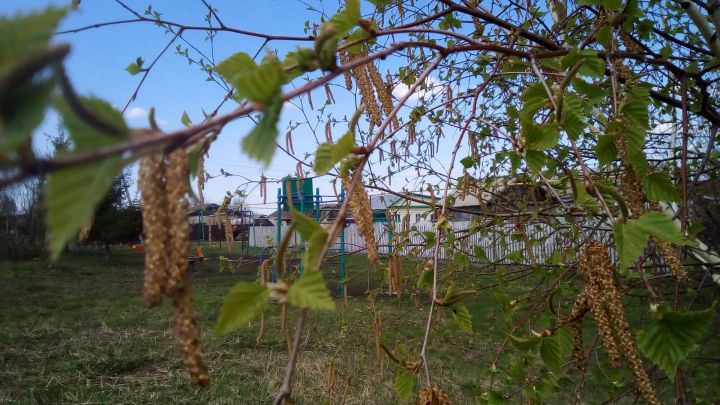 11 апреля на Руси чествовали самое любимое в народе дерево — берёзу