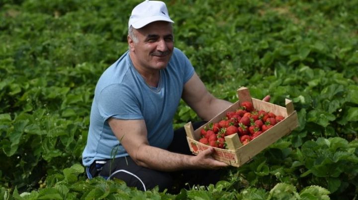 Татарстанские фермеры предлагают горожанам сезонную работу на селе