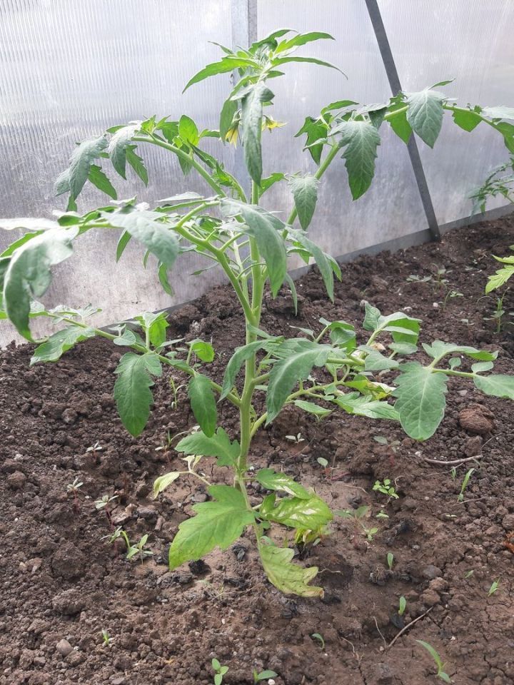Оптимальное время для высадки томатов в открытый грунт в мае