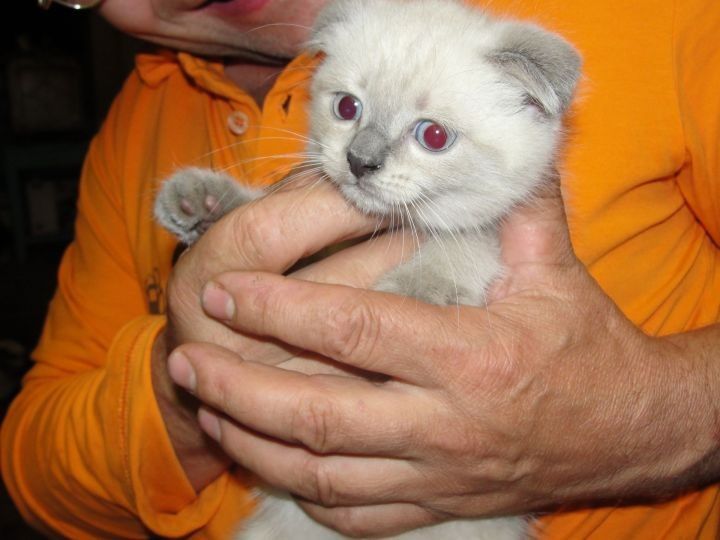 В Татарстане проводится бесплатно вакцинация домашних кошек и собак против бешенства