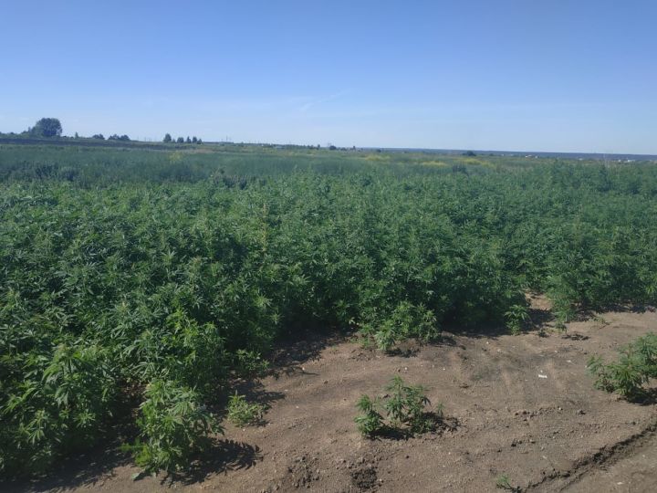 В Татарстане сотрудники транспортной полиции уничтожили дикорастущую коноплю