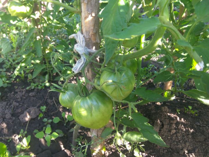 Чем подкормить томаты после высадки рассады в грунт