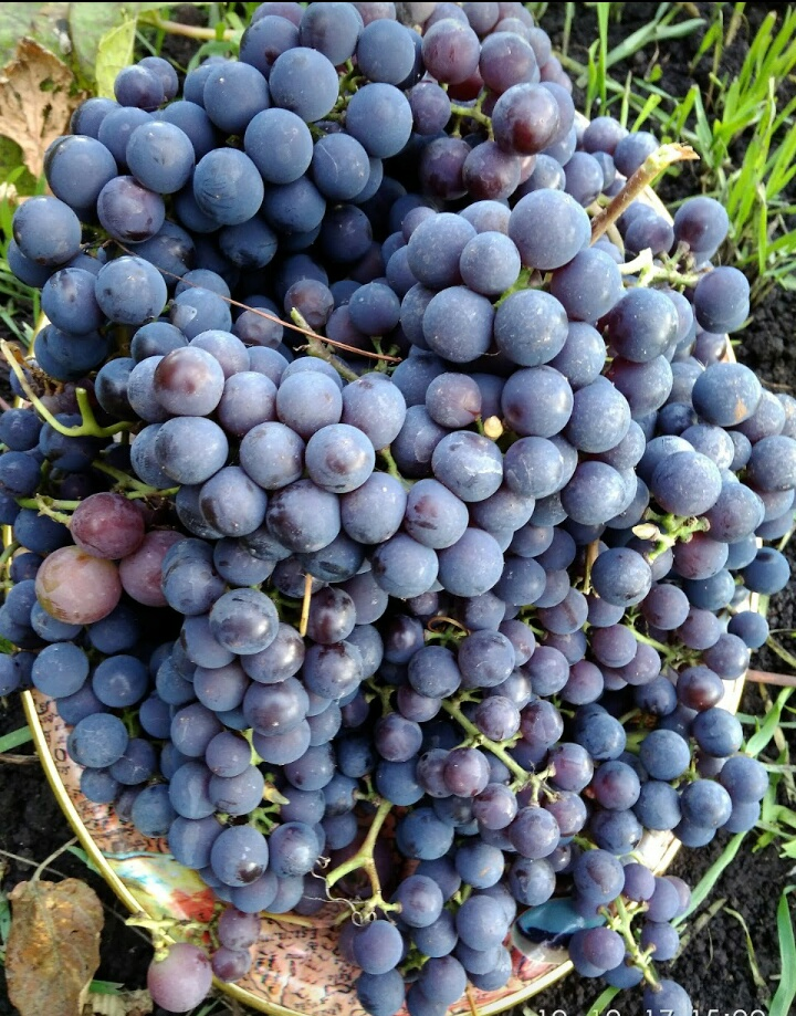 Секреты татарстанских виноградарей: Как вырастить сладкий виноград?