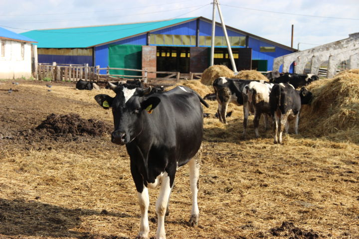 Производство молока в Тетюшском районе увеличилось на 114 процентов