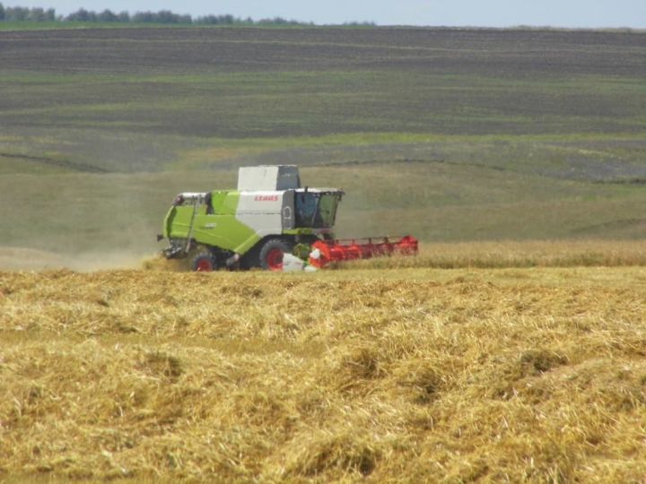 В Татарстане приступили к уборке зерновых и зернобобовых культур