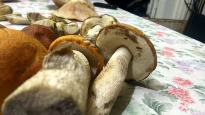 Рекомендации Роспотребнадзор РТ о том, как выбирать и готовить грибы