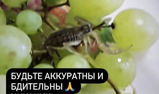 В Татарстане женщину укусил скорпион, прятавшийся в купленном винограде